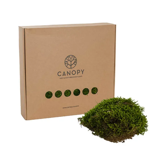 Premium Preserved Long Moss 500g Box Green