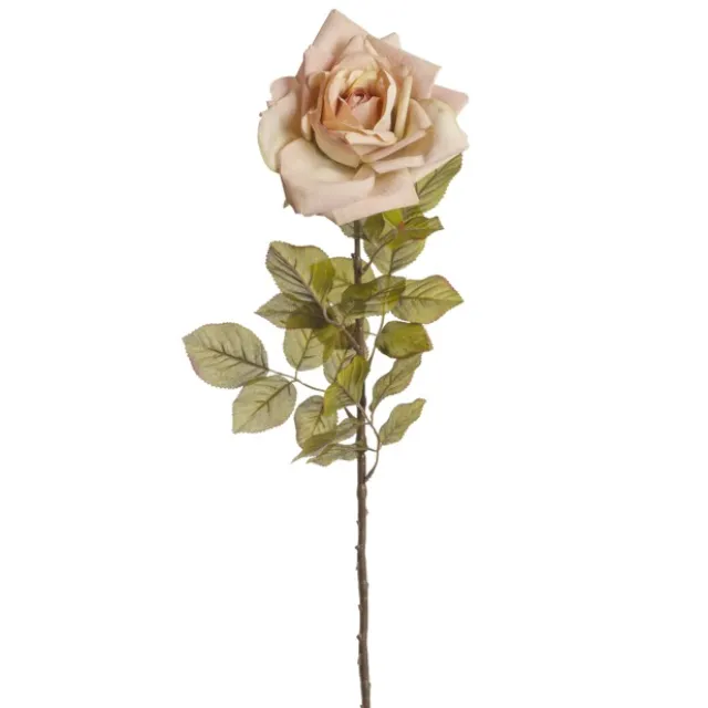 Ecuador Premium Rose Blush Pink (85cmH)