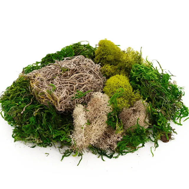 Carolina Moss Mix Preserved Bag Moss Assorted (55gm Bag)