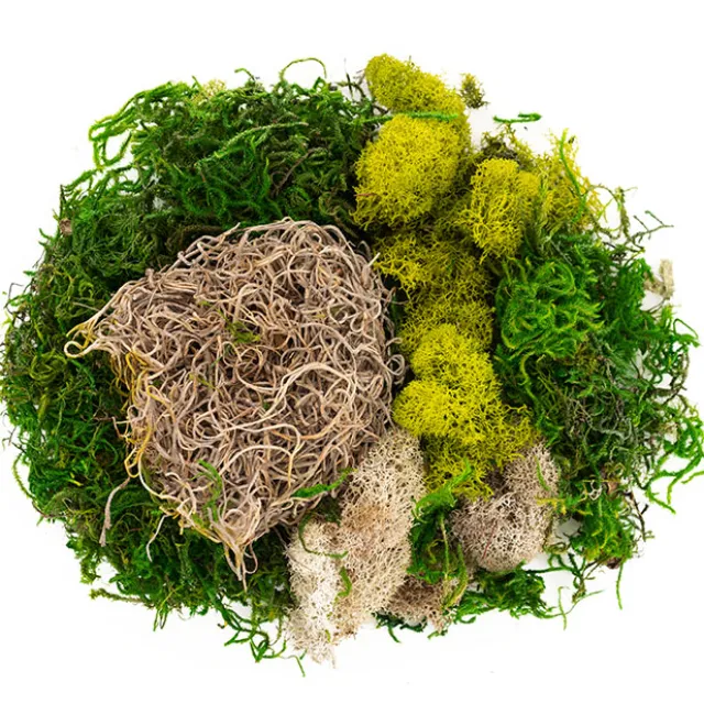 Carolina Moss Mix Preserved Bag Moss Assorted (55gm Bag)
