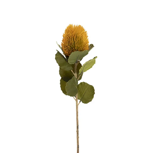 Baxteri Banksia Stem Golden Yellow (6cmDx59cmH)