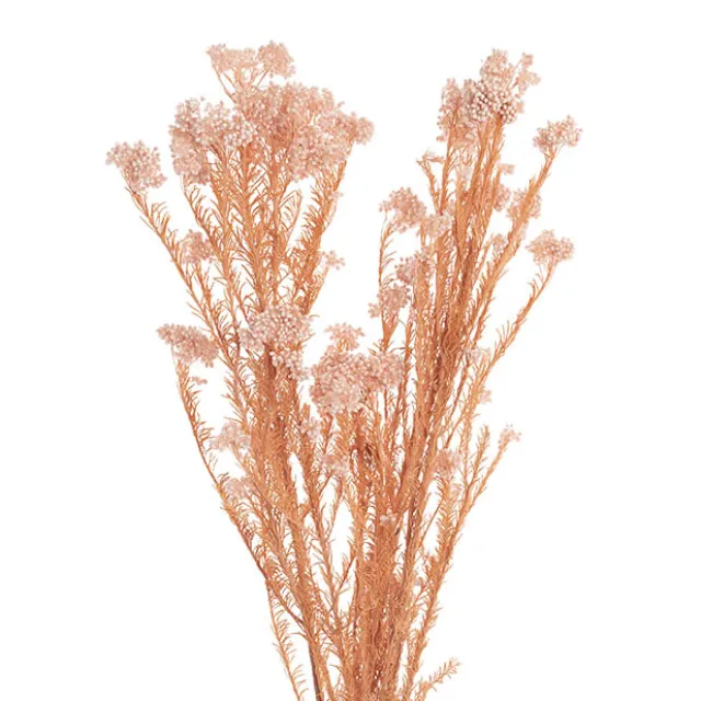 Preserved Dried Rice Flower Bunch 70g Soft Pink