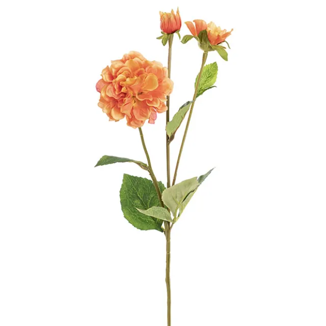 Barla Zinnia Spray Apricot (67cmH)