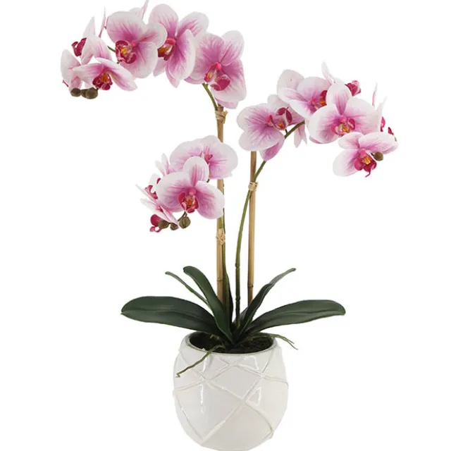 Phalaenopsis Orchid Real Touch 3Stem Potted Fuchsia (60cmH)