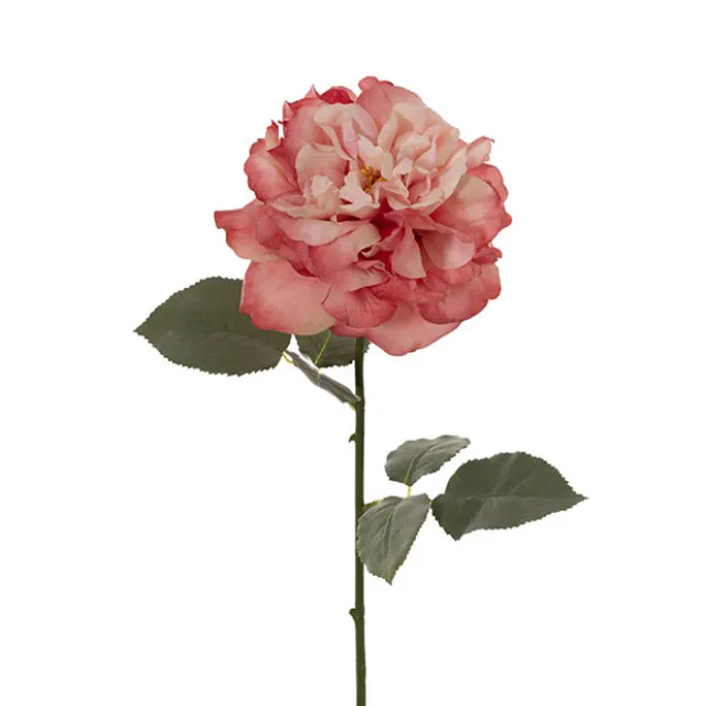 Rose Gruss An Aachen Stem Pink (68cmH)