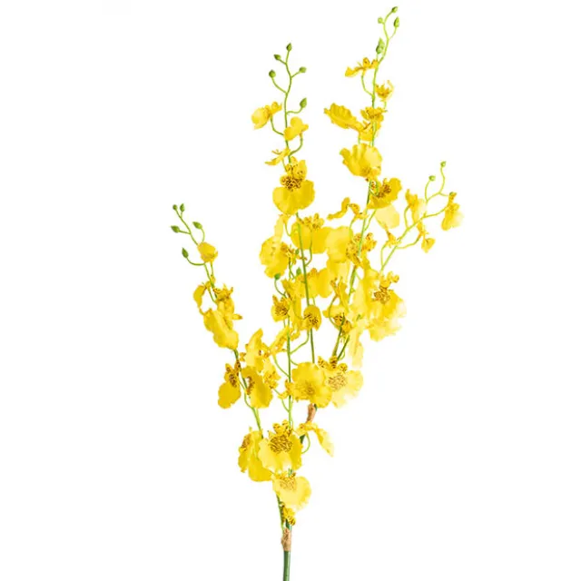 Dancing Lady Orchid Yellow (89cmH)