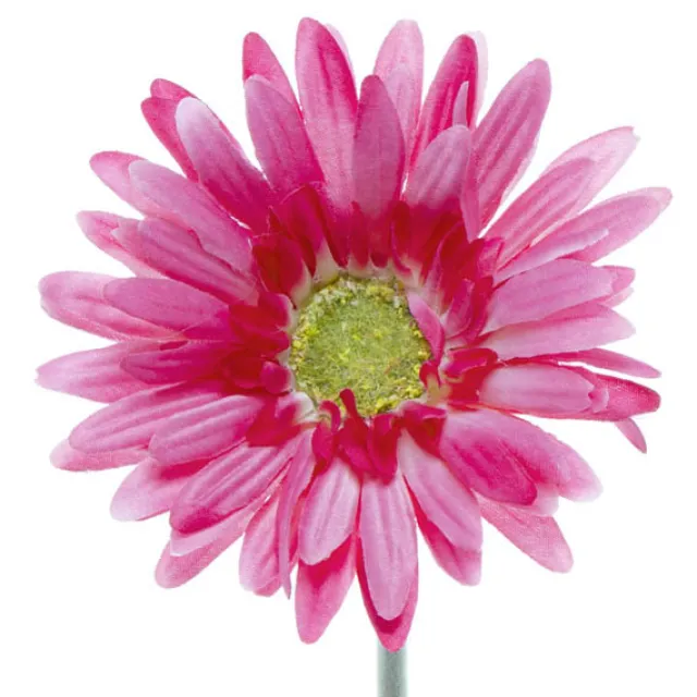 Gerbera Aztec Hot Pink (10cmDx54cmH)