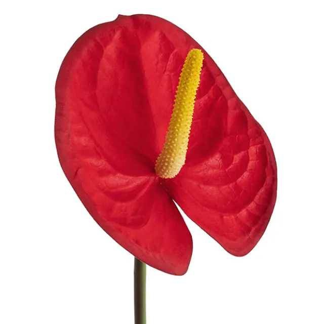 Real Touch Anthurium Red (63cmH)