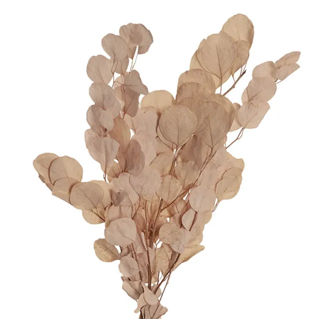 Preserved Dried Apple Leaf Honesty Bunch Nude