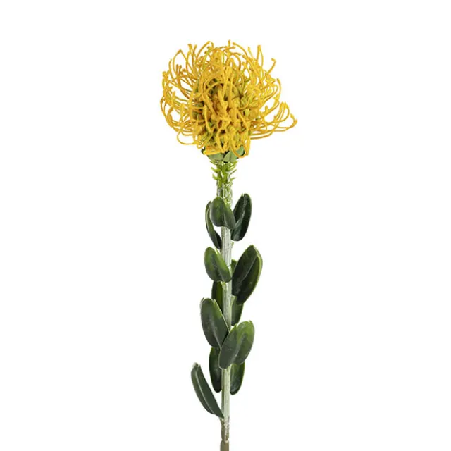 Native Leucospermum Yellow (61cmH)