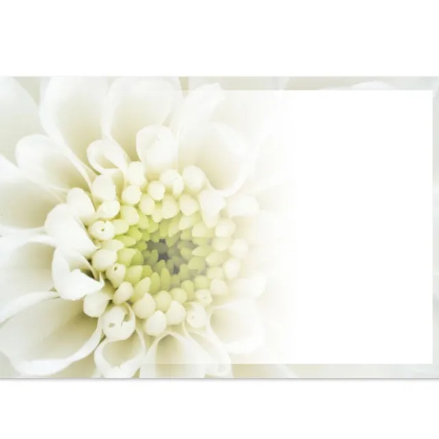 Cards Chrysanthemum Cream (10x6.5cmH) Pack 50