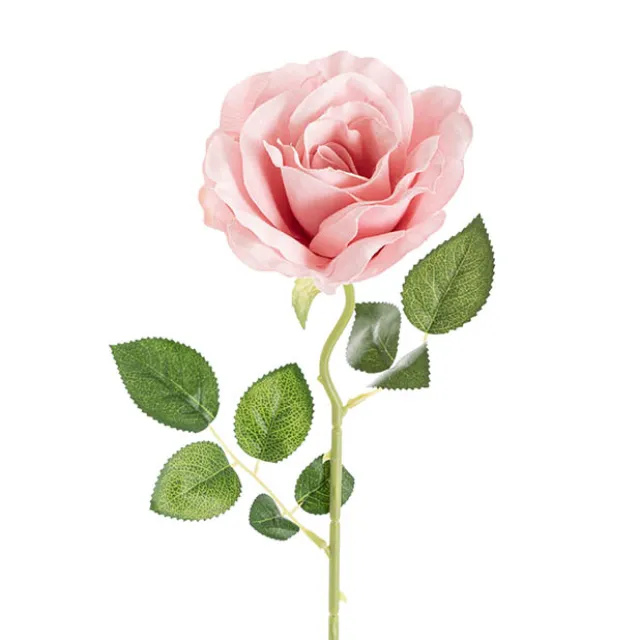 Sophie Open Rose Stem Dusty Pink (11.5cmDx51cmH)