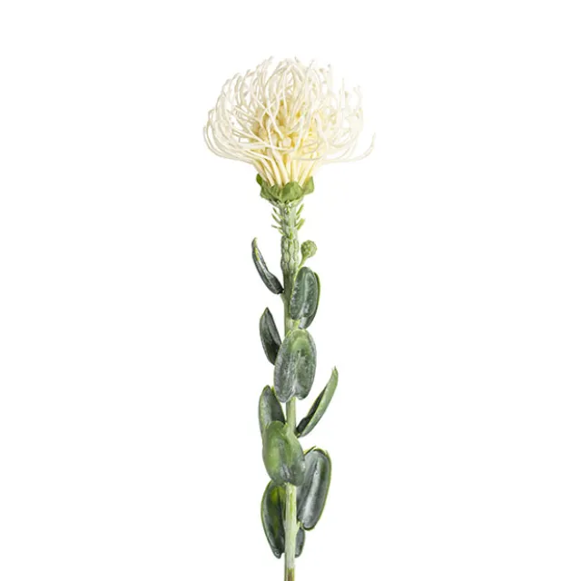 Native Leucospermum Cream (61cmH)