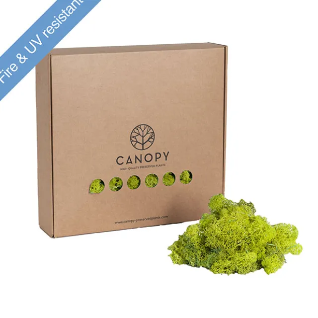 Premium Preserved Reindeer Moss Bulk 1kg Box Lime Green