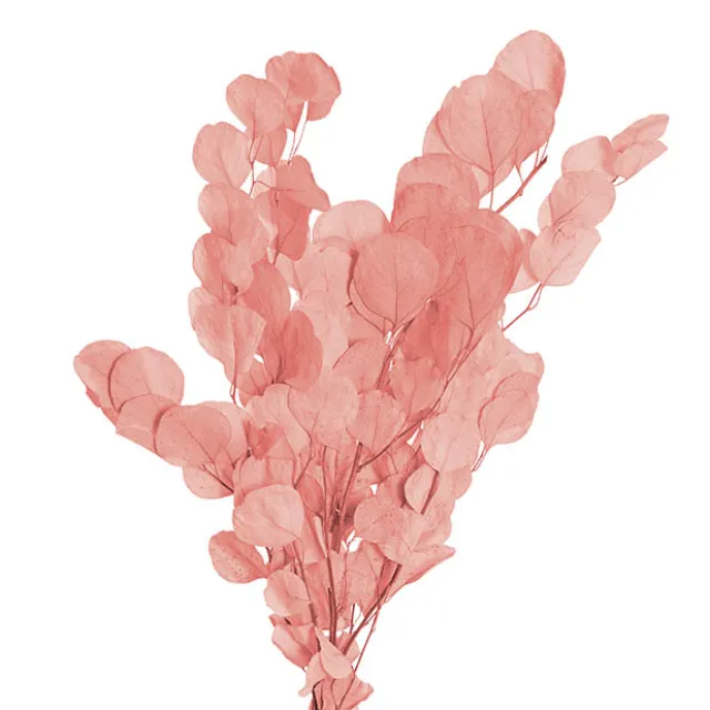 Preserved Dried Apple Leaf Honesty Bunch Soft Pink