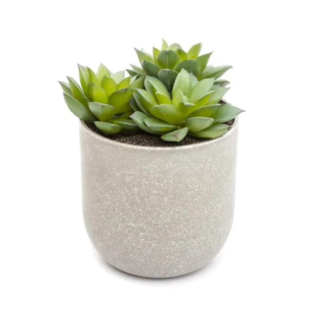 Potted Succulent Rosette 3 Heads (12cm)