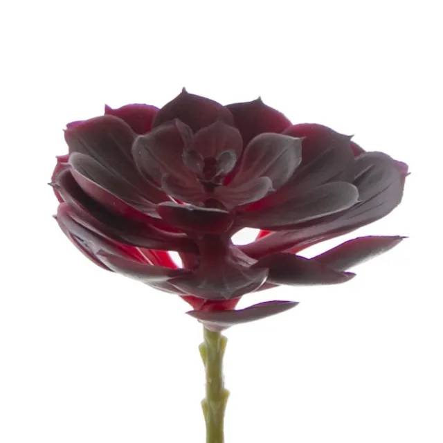 Artificial Succulent Echeveria Wine Burgundy (12x15cmH)