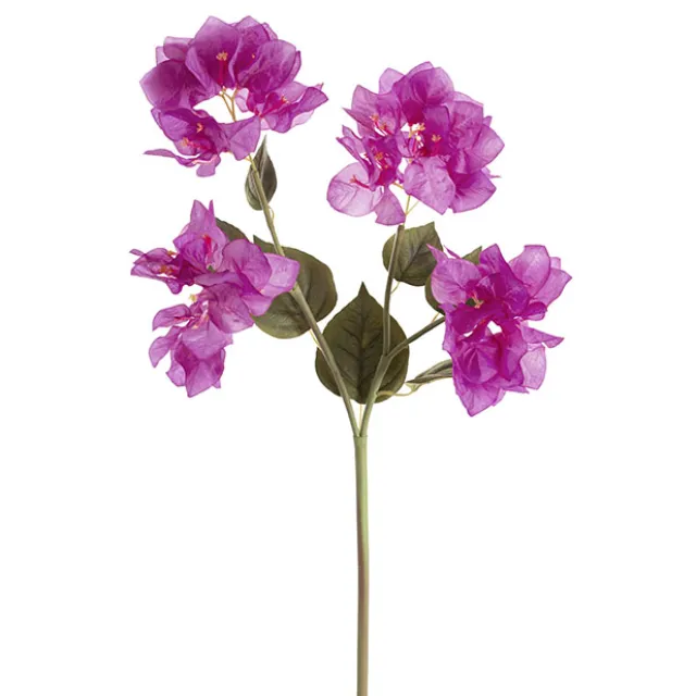 Bougainvillea Spray Purple (70cmH)