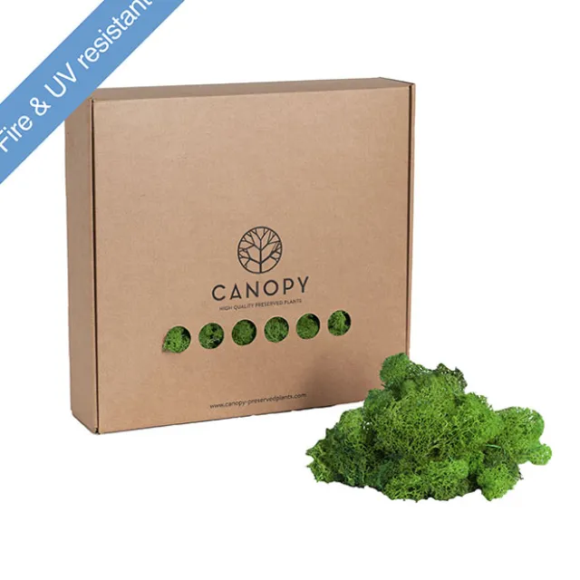 Premium Preserved Reindeer Moss Bulk 1kg Box Nature Green