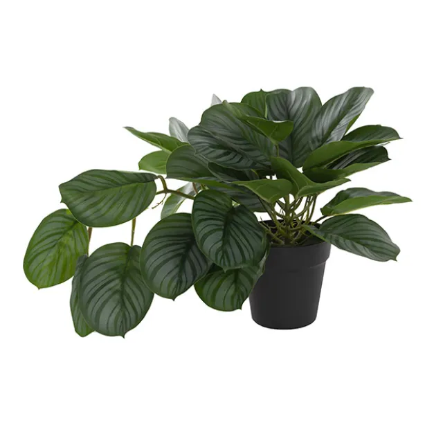 Real Touch Arrowroot Draping Potted Plant Green (35cmH)