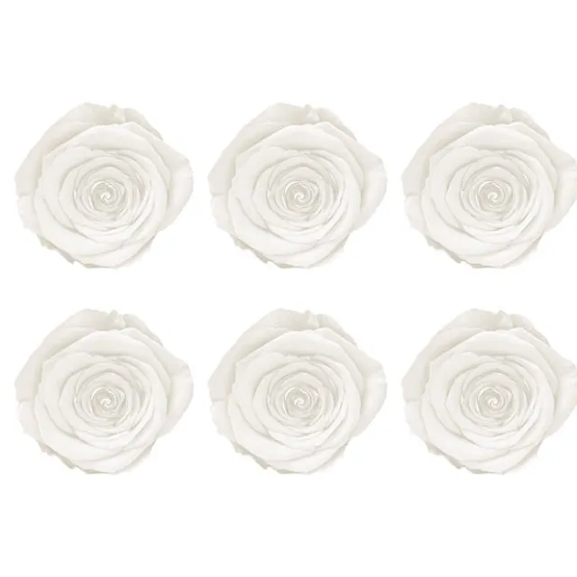 Amore Forever Rose Heads Pack 6 White (5-6cmD)