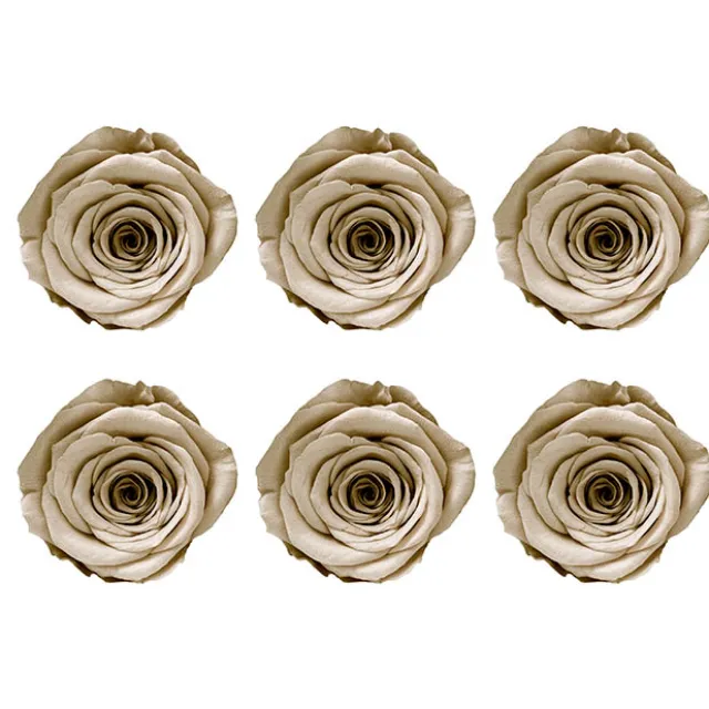 Amore Forever Rose Heads Pack 6 Nude (5-6cmD)