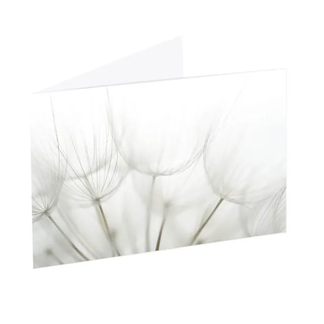 Artisan Gift Card & Envelope Dandelions Pk25 (10x6.5cmH)