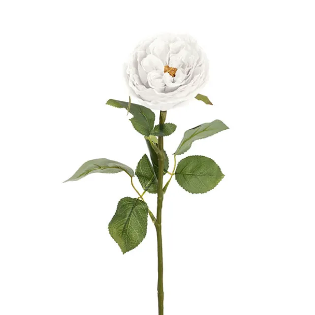 Austin Cabbage Rose White (10cmDx66cmH)