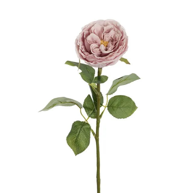 Austin Cabbage Rose Powder Pink (10cmDx66cmH)