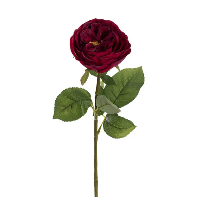 Austin Cabbage Rose Burgundy (10cmDx66cmH)