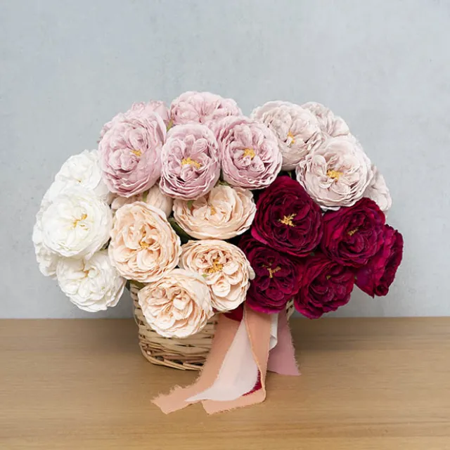 Austin Cabbage Rose Burgundy (10cmDx66cmH)