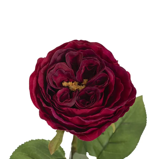 Austin Cabbage Rose Burgundy (10cmDx66cmH)