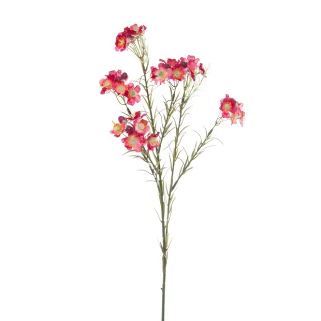 Australian Native Geraldton Wax Flower Burgundy (67cmH)