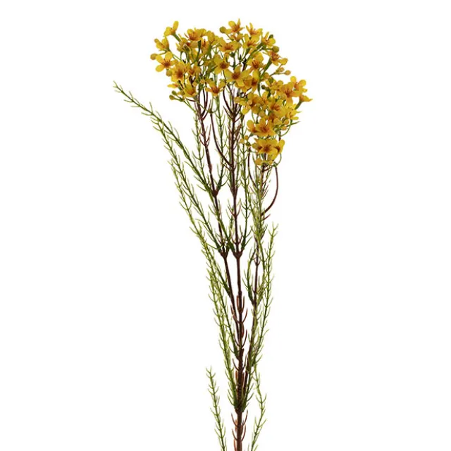 Australian Native Geraldton Wax Flower Yellow (78cmH)