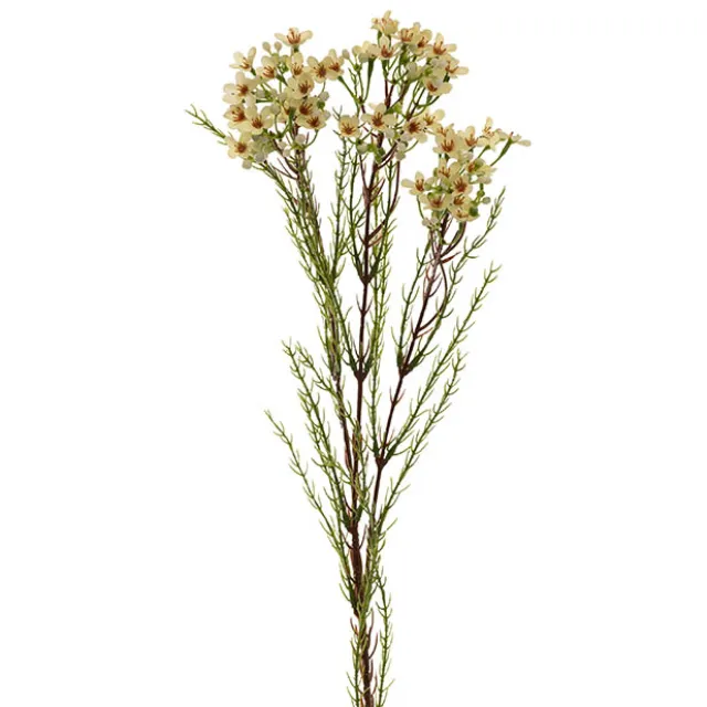 Australian Native Geraldton Wax Flower Pale Green (78cmH)