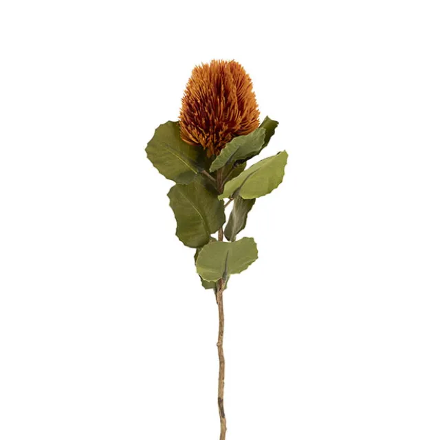 Baxteri Banksia Stem Orange (6cmDx59cmH)
