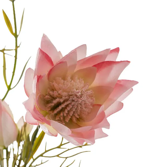 Blushing Bride Protea x8 Heads Pink (68cmH)