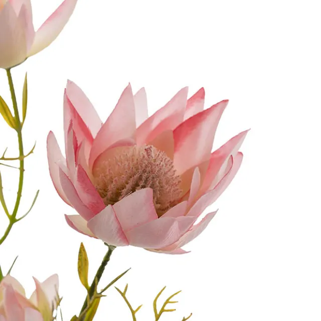 Blushing Bride Protea x8 Heads Pink (68cmH)