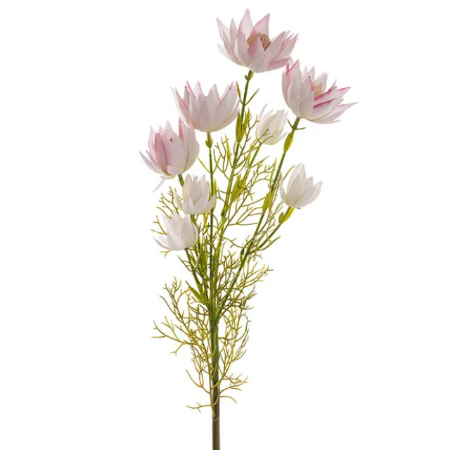 Blushing Bride Protea x8 Heads Light Pink (68cmH)