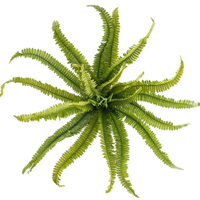 Boston Fern Bush Spray Green (60x60x55cmH)