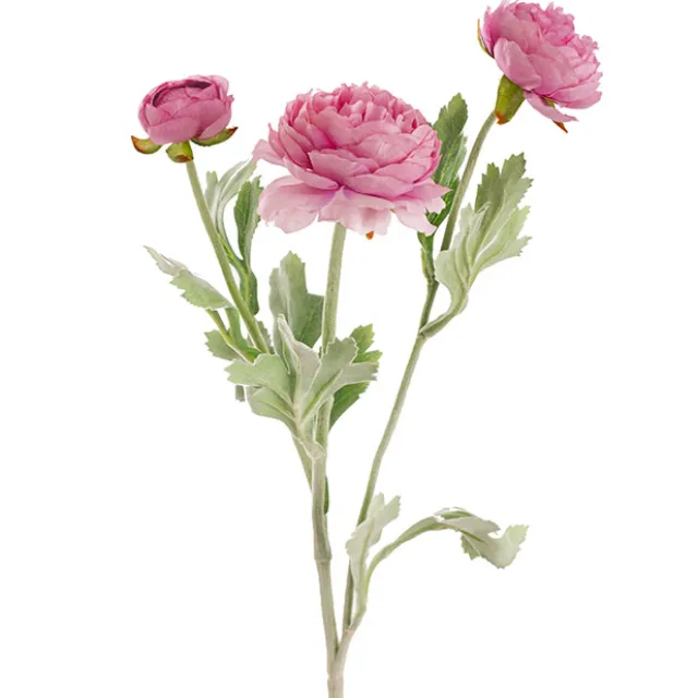Buttercup Ranunculus Spray x3 Dusty Pink (52cmH)