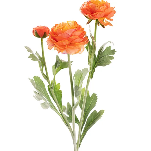 Buttercup Ranunculus Spray x3 Apricot (52cmH)