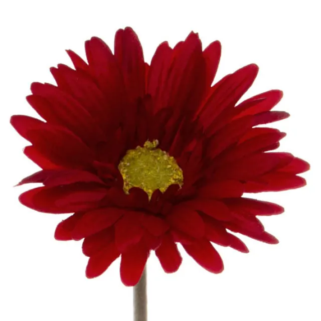 Gerbera Aztec Red (10cmDx54cmH)