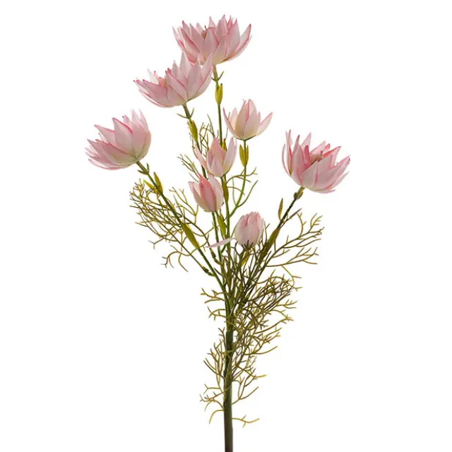 Blushing Bride Protea x8 Heads Pink (68cmH)