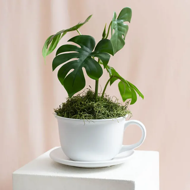 Ceramic Coffee Cup Pot & Plate Matte White (17Dx12cmH)