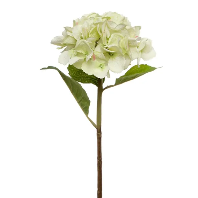 Claire Hydrangea Short Stem Green (52cmH)