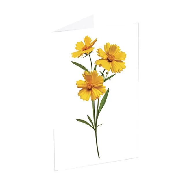 Classic Gift Card & Envelope Yellow Bloom Pk25 (6.5x10cmH)