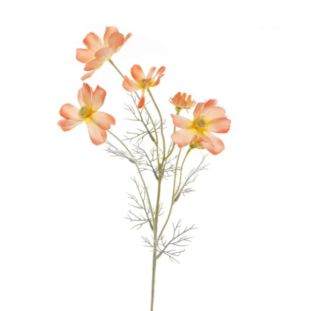 Cosmos Spray Coral (62cmH)