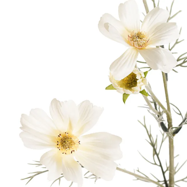 Cosmos Spray Cream (62cmH)