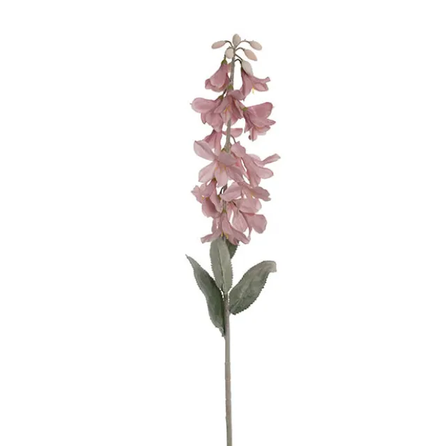 Creeping Bellflower Soft Pink (82cmH)